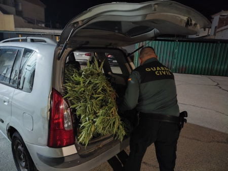 Imagen de las plantas incautadas (GUARDIA CIVIL)