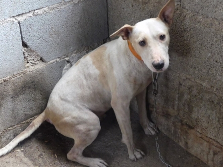 Perro maltratado (ASOCIACIÓN PROTECTORA DE ANIMALES GALGOS DEL SUR)