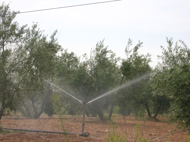 Regadio (ASAJA GRANADA)