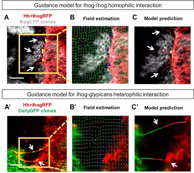Comunicación celular basada en microtúbulos (UGR)
