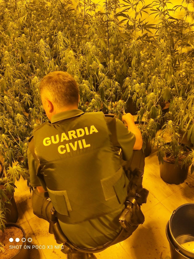 Agente de la Guardia Civil junto a una plantación de marihuana (GUARDIA CIVIL) 