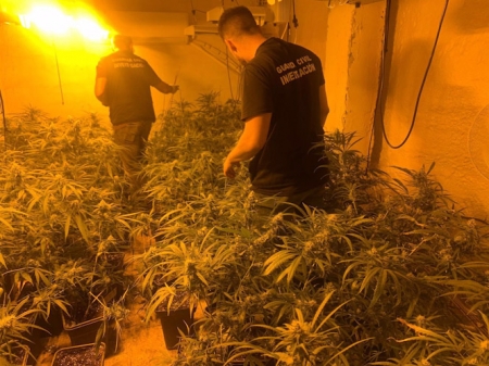 Plantación de marihuana descubierta por la Guardia Civil (GUARDIA CIVIL) Plantación de marihuana descubierta por la Guardia Civil (GUARDIA CIVIL)