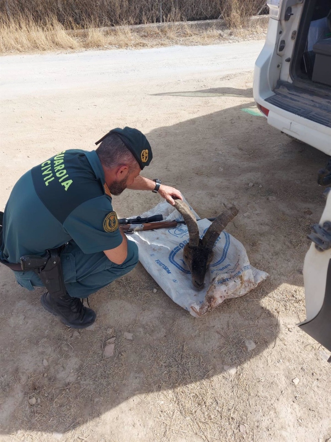 Investigación por caza furtiva de un macho de cabra montés (GUARDIA CIVIL)