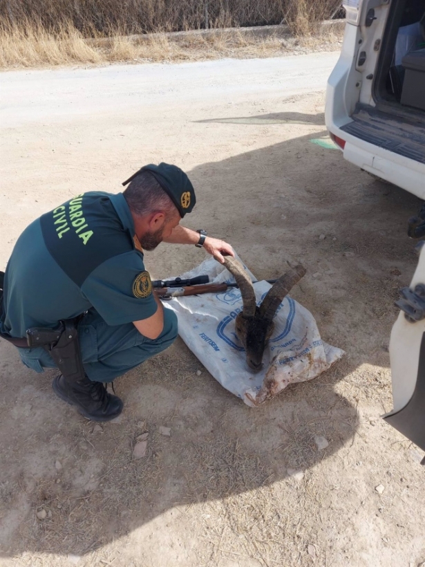 Investigación por caza furtiva de un macho de cabra montés (GUARDIA CIVIL)