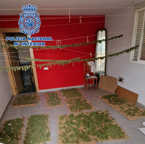 Plantación de marihuana en Motril (POLICÍA NACIONAL)