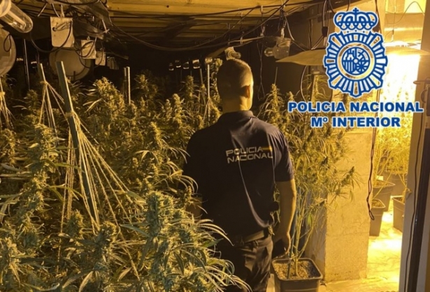 Plantación de marihuana intervenida por la Policia Nacional (POLICIA ANCIONAL)