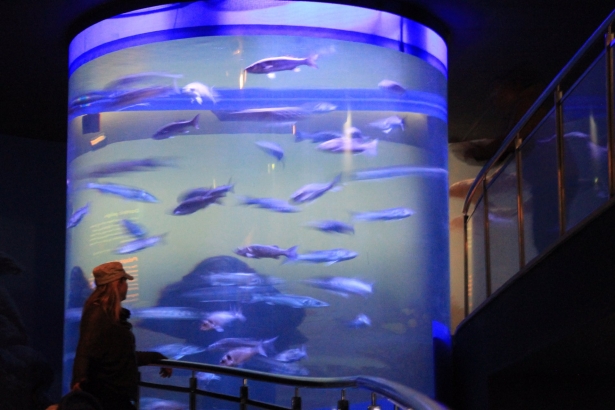 Pecera cilíndrica del Acuario (AYUNTAMIENTO)