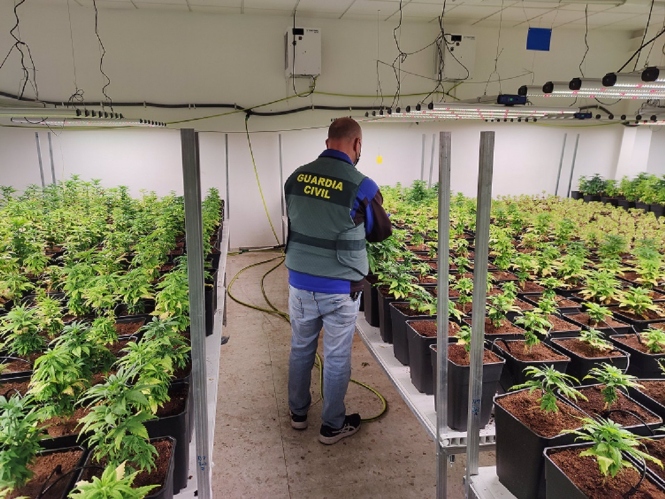 Plantas de marihuana intervenidas en una nave industrial de Maracena (Granada), en imagen de archivo (GUARDIA CIVIL)