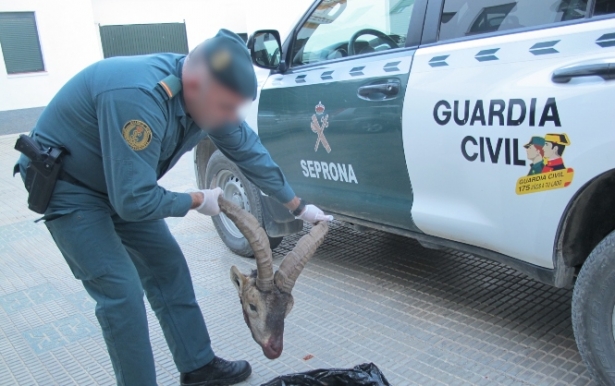 Agente de la Guardia Civil con la cabeza del animal (GUARDIA CIVIL) Agente de la Guardia Civil con la cabeza del animal (GUARDIA CIVIL)