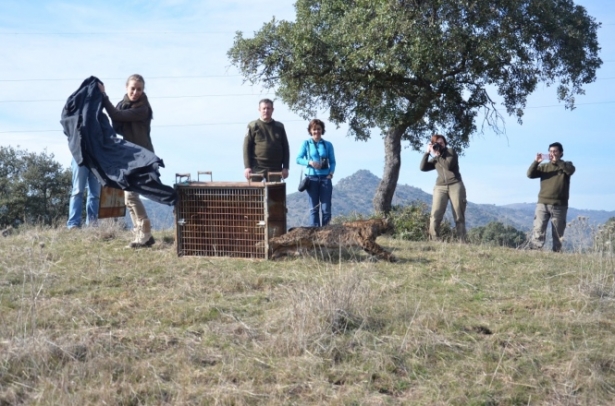 Liberación al medio natural de un ejemplar de lince ibérico, en imagen de archivo (UCO) Liberación al medio natural de un ejemplar de lince ibérico, en imagen de archivo (UCO)
