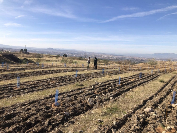 (PLANT-FOR-THE-PLANET) 