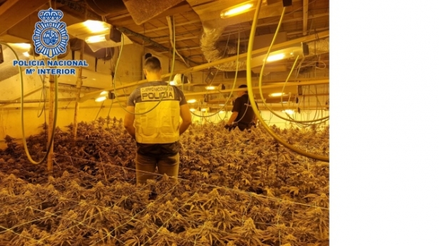 Plantación de marihuana intervenida por la Policia Nacional (POLICIA ANCIONAL) Plantación de marihuana intervenida por la Policia Nacional (POLICIA ANCIONAL)