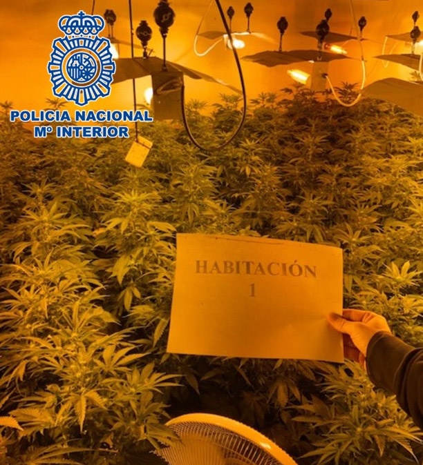 Plantación de marihuana desmantelada (POLICÍA NACIONAL) Plantación de marihuana desmantelada (POLICÍA NACIONAL)