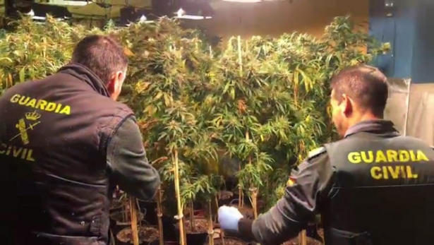 Agentes de la Guardia Civil intervienen una plantación de marihuana (GUARDIA CIVIL) Agentes de la Guardia Civil intervienen una plantación de marihuana (GUARDIA CIVIL)