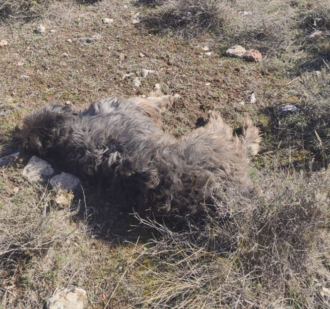 Pacma solicita prisión para un cazador acusado de matar de un tiro a un perro en la Sierra de Baza (PACMA)