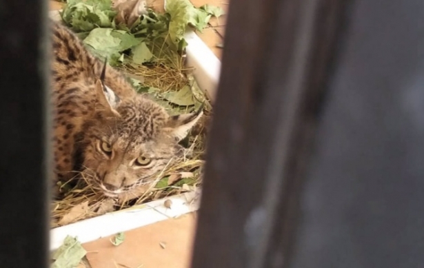 El ejemplar de lince ibérico en el Centro de Recuperación de Especies Amenazadas (CREA), en Pinos Genil (Granada), en imagen de archivo (JUNTA) El ejemplar de lince ibérico en el Centro de Recuperación de Especies Amenazadas (CREA), en Pinos Genil (Granada), en imagen de archivo (JUNTA)