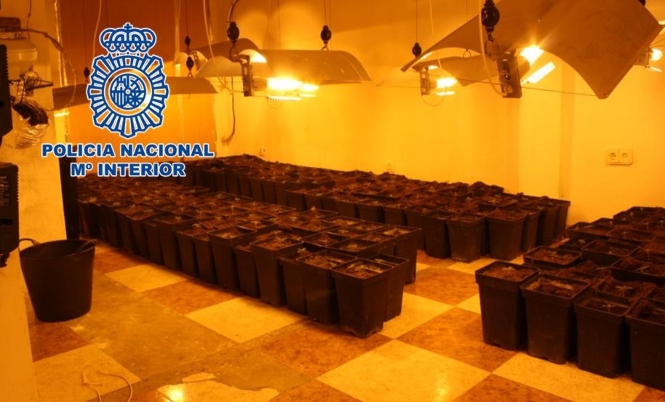 Esquejes de marihuana (POLICÍA NACIONAL) 