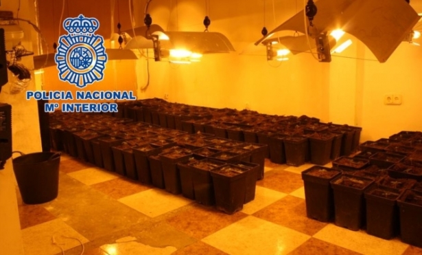 Esquejes de marihuana (POLICÍA NACIONAL) Esquejes de marihuana (POLICÍA NACIONAL)