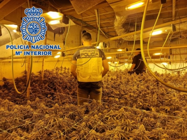 Plantacion de marihuana (POLICIA NACIONAL) Plantacion de marihuana (POLICIA NACIONAL)