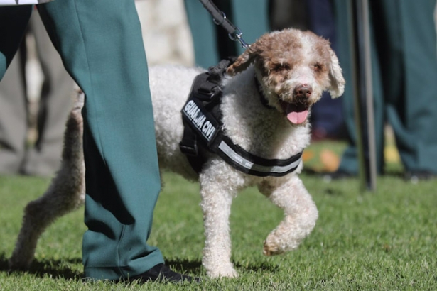 Perro de una unidad canina de la Guardia Civil, en imagen de archivo (ISABEL INFANTES - EUROPA PRESS ) Perro de una unidad canina de la Guardia Civil, en imagen de archivo (ISABEL INFANTES - EUROPA PRESS )
