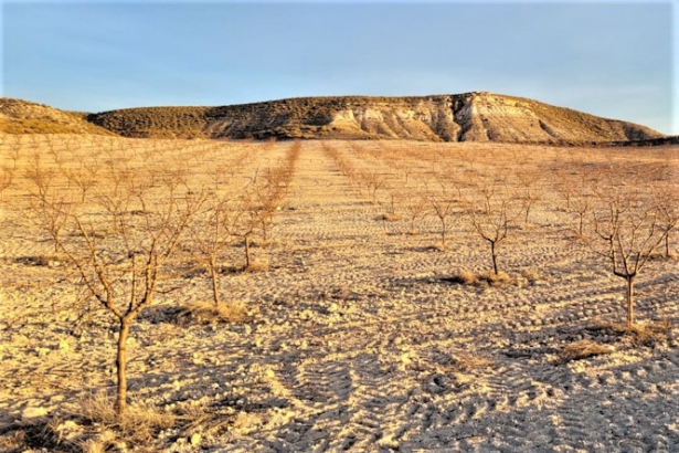 Plantación de almendro en la comarca de Huéscar en riesgo de desertificación (AGAPRO) Plantación de almendro en la comarca de Huéscar en riesgo de desertificación (AGAPRO)