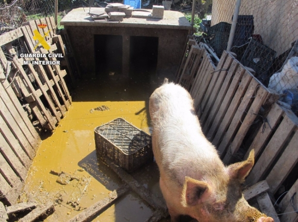 Cerda de cría, en malas condiciones en una explotación de Motril (GUARDIA CIVIL) Cerda de cría, en malas condiciones en una explotación de Motril (GUARDIA CIVIL)
