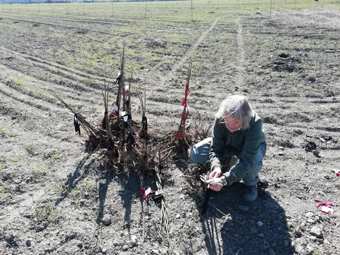 Imagen de plantación de un árbol (LIFE WOOD FOR FUTURE)