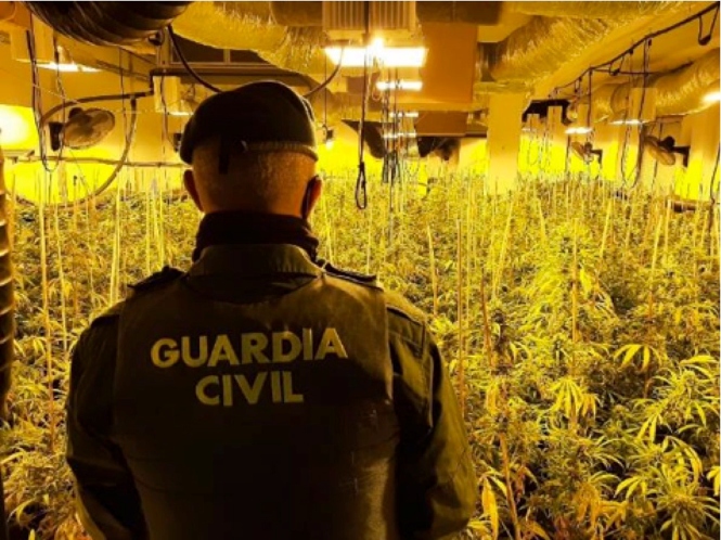 Agente de la Guardia Civil ante una plantación de marihuana (GUARDIA CIVIL)