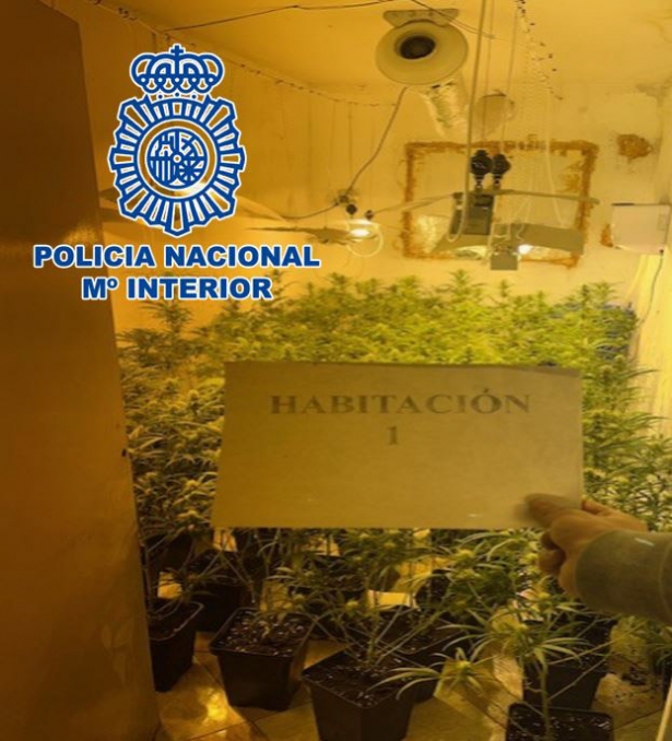 Plantación indoor de marihuana (POLICÍA NACIONAL) Plantación indoor de marihuana (POLICÍA NACIONAL)