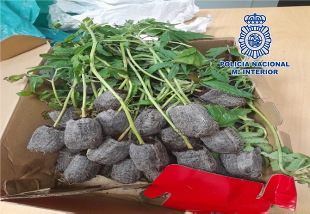 Plantones de marihuana incautados (POLICÍA NACIONAL) Plantones de marihuana incautados (POLICÍA NACIONAL)