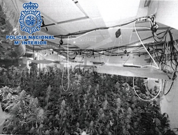 Plantación de marihuana (POLICÍA NACIONAL) Plantación de marihuana (POLICÍA NACIONAL)