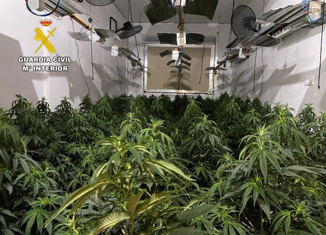 Plantas de marihuana intervenidas en una operación. Archivo. - GUARDIA CIVIL