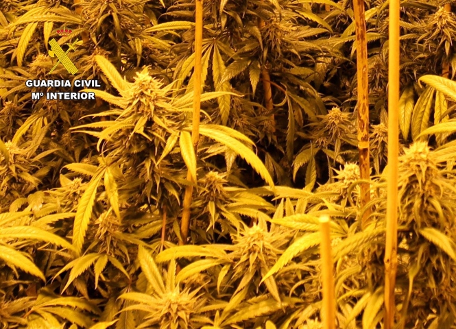 Plantación de marihuana (GUARDIA CIVIL)