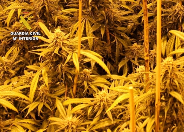 Plantación de marihuana (GUARDIA CIVIL) Plantación de marihuana (GUARDIA CIVIL)