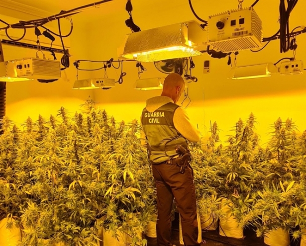 Cultivo de plantas de marihuana en una vivienda. (GUARDIA CIVIL) Cultivo de plantas de marihuana en una vivienda. (GUARDIA CIVIL)