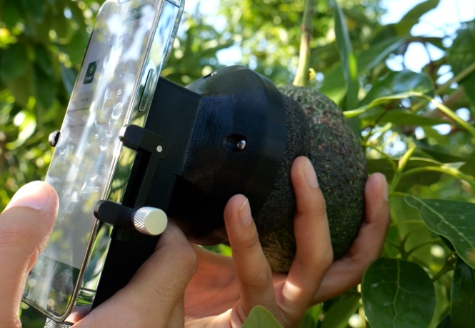 Imagen de recurso de un aguacate (ON GRANADA) 