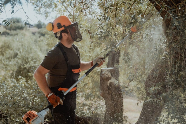 I Concurso de Poda del Olivar `Villa de Montefrío` (AYTO. MONTEFRÍO)