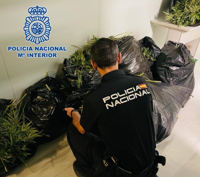 Marihuana incautada en el operativo (POLICIA NACIONAL)
