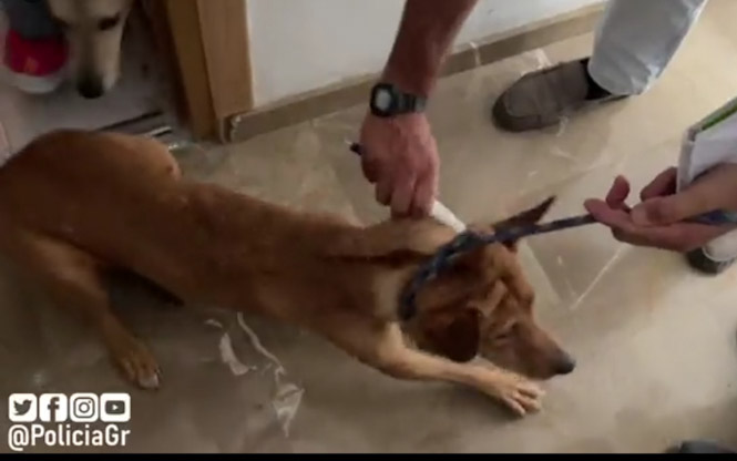 Uno de los perros (POLICÍA LOCAL GRANADA) 