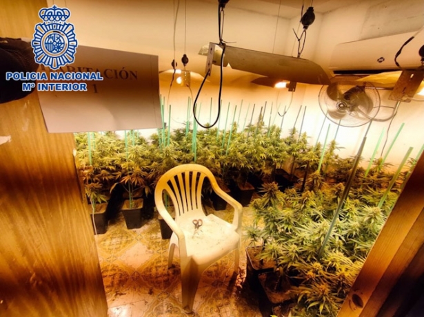 Plantación de marihuana en la zona norte de la capital granadina, en imagen de archivo (POLICÍA NACIONAL) Plantación de marihuana en la zona norte de la capital granadina, en imagen de archivo (POLICÍA NACIONAL)