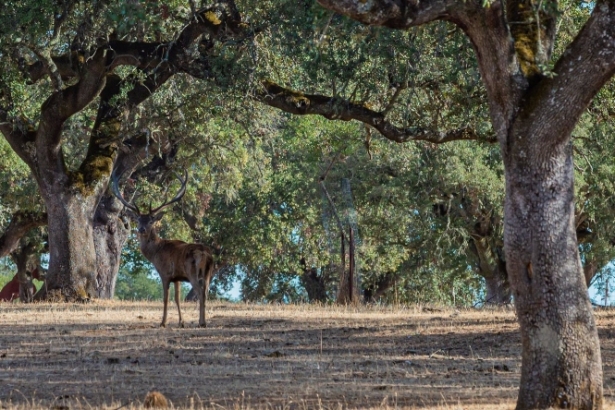 Un ciervo en imagen de archivo (DIEGO CASILLAS - EUROPA PRESS)