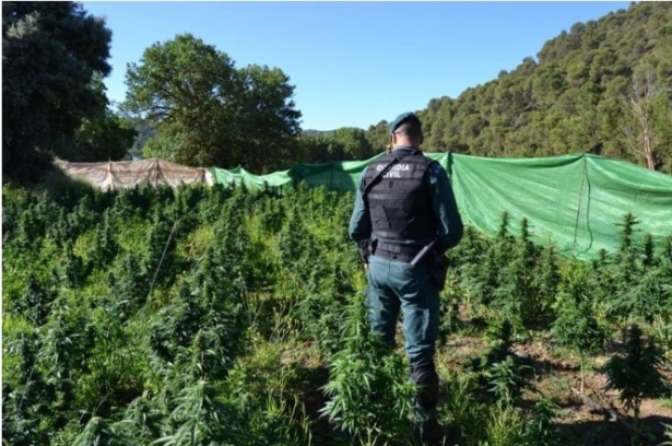 Plantas de marihuana en una explotación agrícola, en imagen de archivo (GUARDIA CIVIL) Plantas de marihuana en una explotación agrícola, en imagen de archivo (GUARDIA CIVIL)