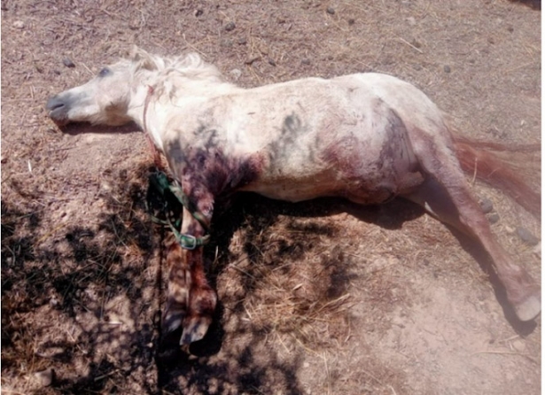 (GUARDIA CIVIL) (GUARDIA CIVIL)