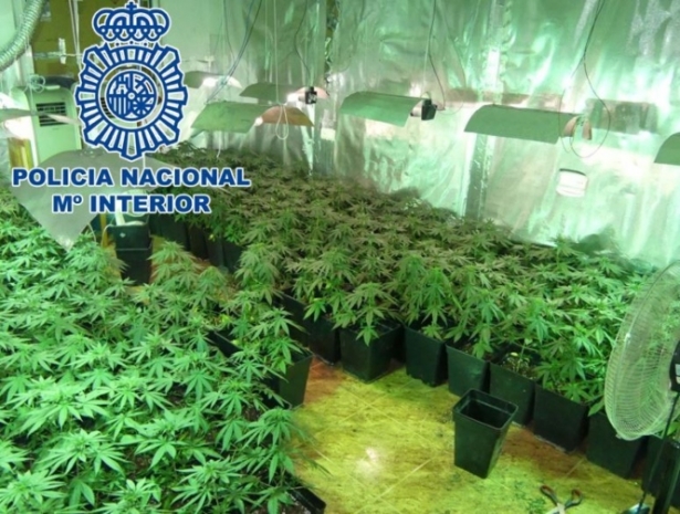 Plantación de marihuana intervenida por la Policia Nacional (POLICIA ANCIONAL)