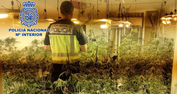 Agente de policía en una plantación de marihuana (POLICÍA NACIONAL) Agente de policía en una plantación de marihuana (POLICÍA NACIONAL)