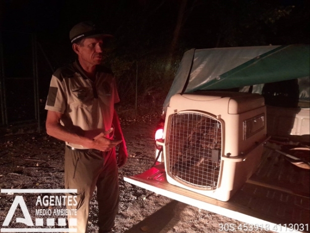 Buitre leonado capturado tras ser avistado en el entorno de la Alhambra (PERFIL DE AGENTES DE MEDIO AMBIENTE EN `X`) 