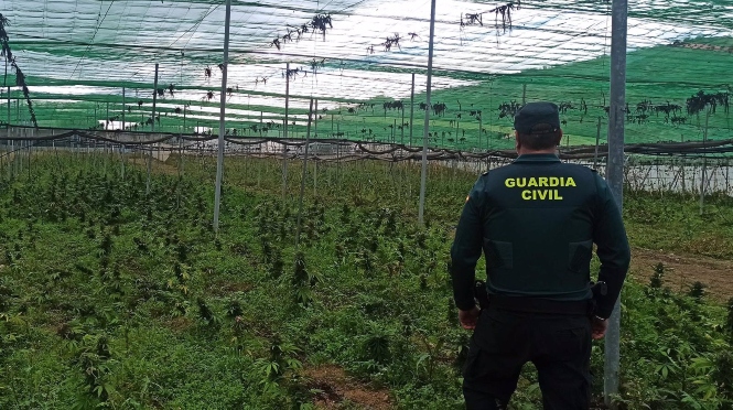 Invernadero de Jayena con miles de plantas de marihuana (GUARDIA CIVIL)