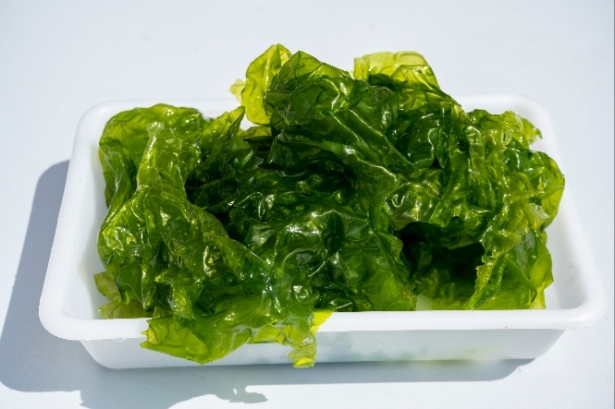 Algas (FAECA) Algas (FAECA)