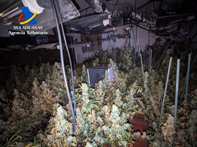 Plantación de marihuana desmantalada en Cijuela (AGENCIA TRIBUTARIA)