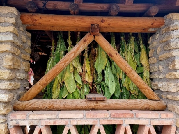 Tabaco colgado en la rotonda del secadero (AYTO. CÚLLAR VEGA)